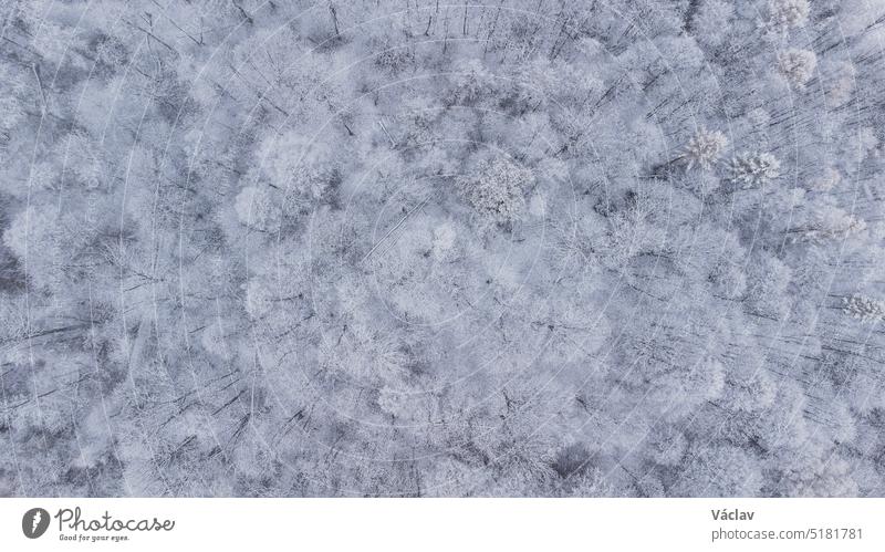Snowy untouched forest in the Beskydy mountains from an aerial photo in the east of the Czech Republic. White landscape white perspective minimalism aerial view