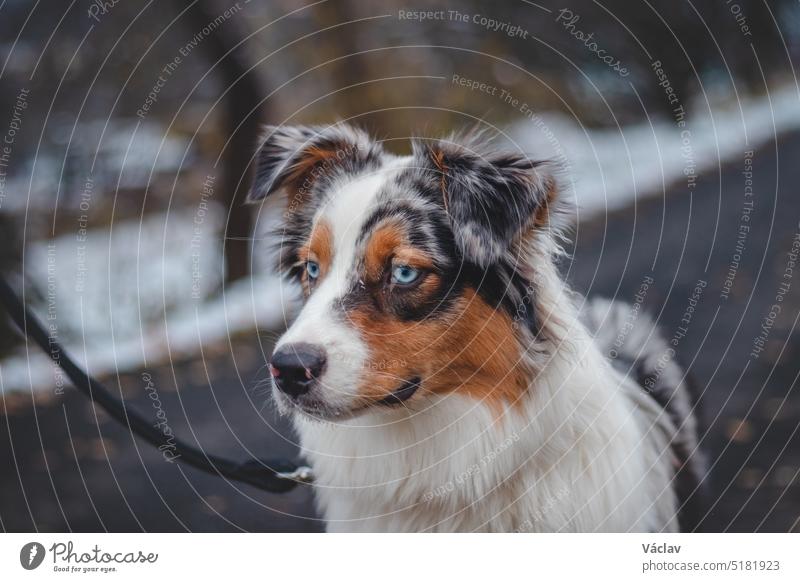 Close-up of the spotted head of the young queen of the Australian Shepherd breed. Funny and waiting attitude for your pet. Piercing blue eyes puppy happiness
