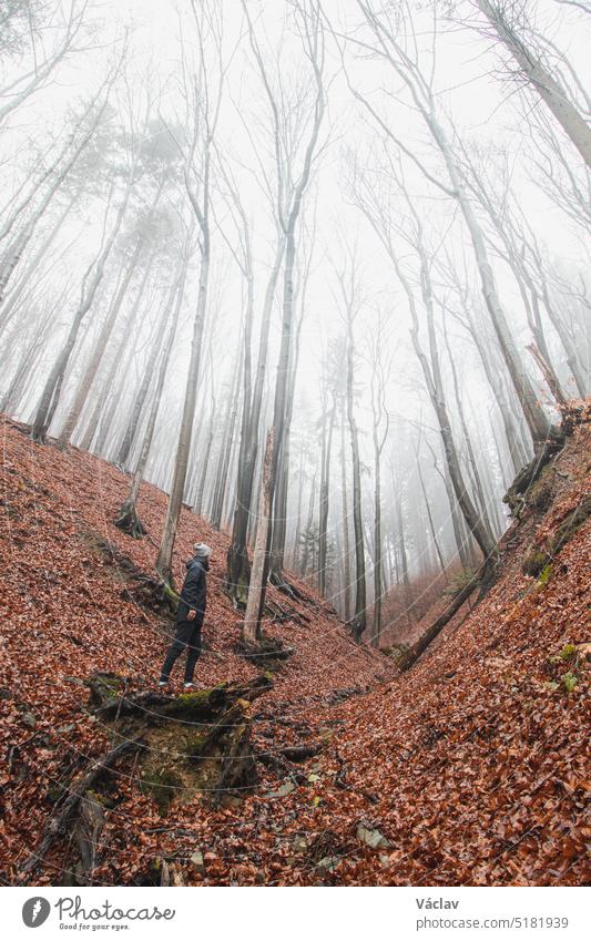 Adventurous male discovering the beauty of the gorge in the morning mist and fallen orange-red leaves. Jewels Beskydy mountains, Czech Republic fog woods