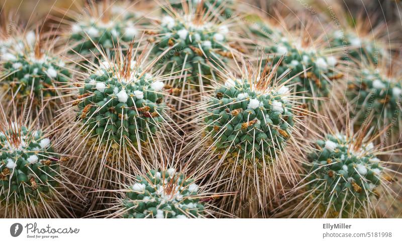Brown green cacti close up. Cactus background Plant Thorny peak prickles Green Botany Nature Close-up Detail naturally botanical Sharp Succulent plants