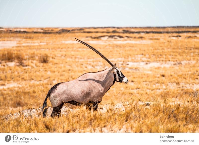 i take you on the horns Antelope Oryx Impressive especially Warmth Sky Adventure Freedom Vacation & Travel Landscape Nature Wanderlust travel Namibia