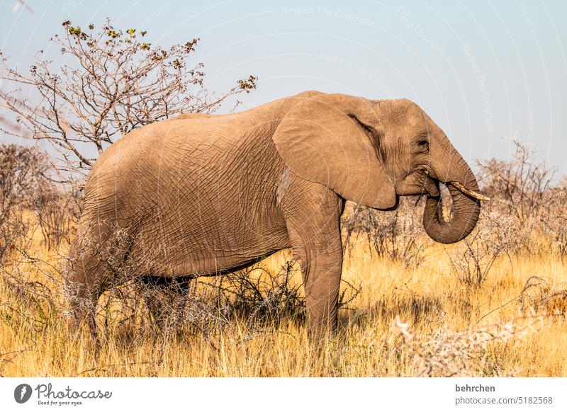 mighty mighty Ivory Tusk Elephant Trunk etosha national park Etosha Etosha pan Wild animal Fantastic Exceptional Wilderness Free Animal Namibia Safari Africa