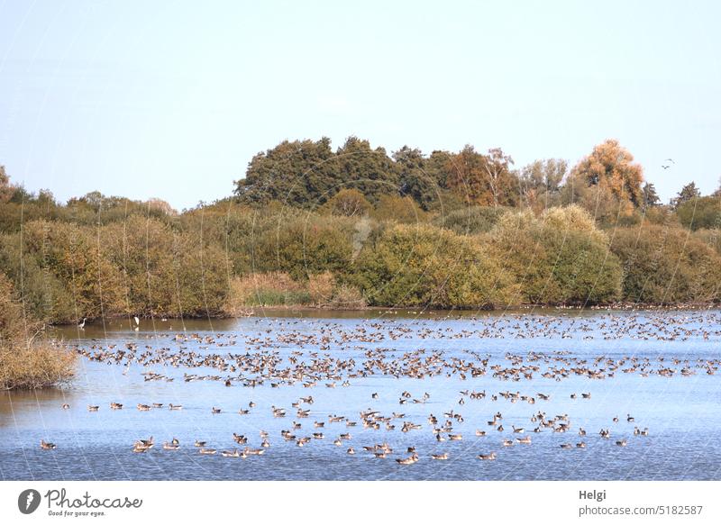 Masses of wild geese swim on the lake of Dümmer grey geese Many Lake Dümmer See Water Nature reserve Lakeside Tree shrub Environment Autumn Exterior shot Sky