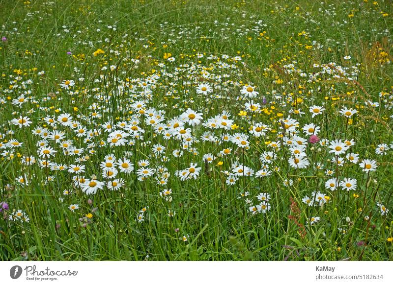 A multitude of white blooming daisies on a spring flower meadow in the alpine landscape of South Tyrol, Italy Marguerite leucanthemum marguerites flowers