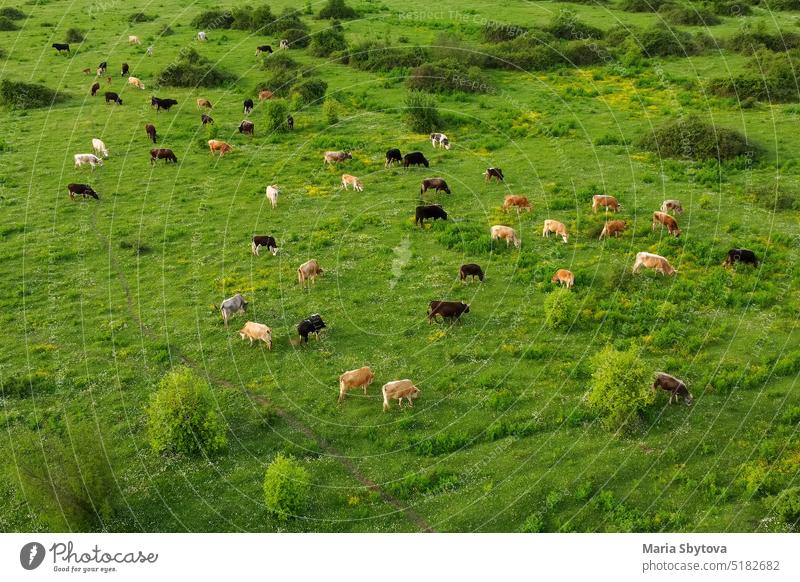 Aerial drone view of free grazing cows on a natural pastureland in a Europe. Dairy farm. Growing livestock. field valley growing animal husbandry dairy organic