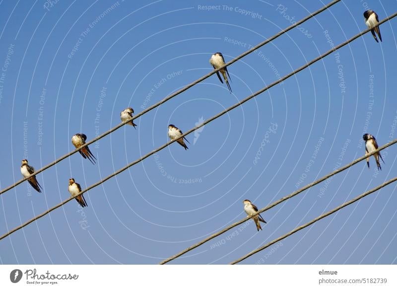 Nine young swallows on four overhead lines against a blue sky / Migratory birds Swallow power line one swallow doesn't make a summer Bird Wild animal Sky