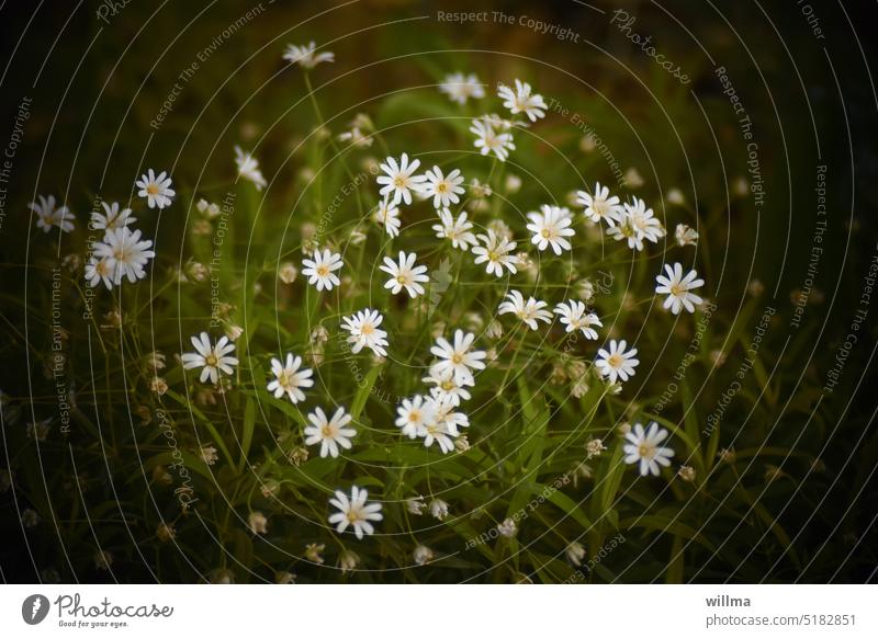 Small white flowers shine from the darkness in the forest chickweed little flowers White Delicate blossom stellaria Flower Meadow Graceful Blossoming Many May