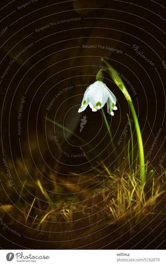 In the March of the brewer harnesses the horses Spring snowflake Spring Flowering knotweed blossom Blossoming leucojum vernum