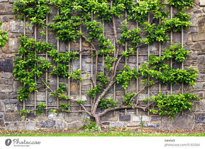 Climbing plant growing on wooded frame attached to an old stone wall in a park climbing plant climber botanical garden growth tree of life new start prosper