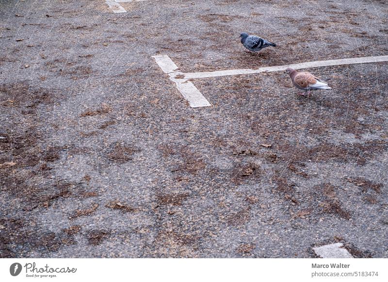 Pair of pigeons in parking lot Couple Town Street Parking lot Asphalt Colour photo Exterior shot Sign Lanes & trails