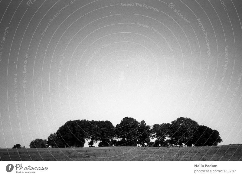 Group of trees and cows Analog Analogue photo black-and-white Black & white photo flora fauna Tree Animal Cow group Landscape Idyll Nature Olympus XA2