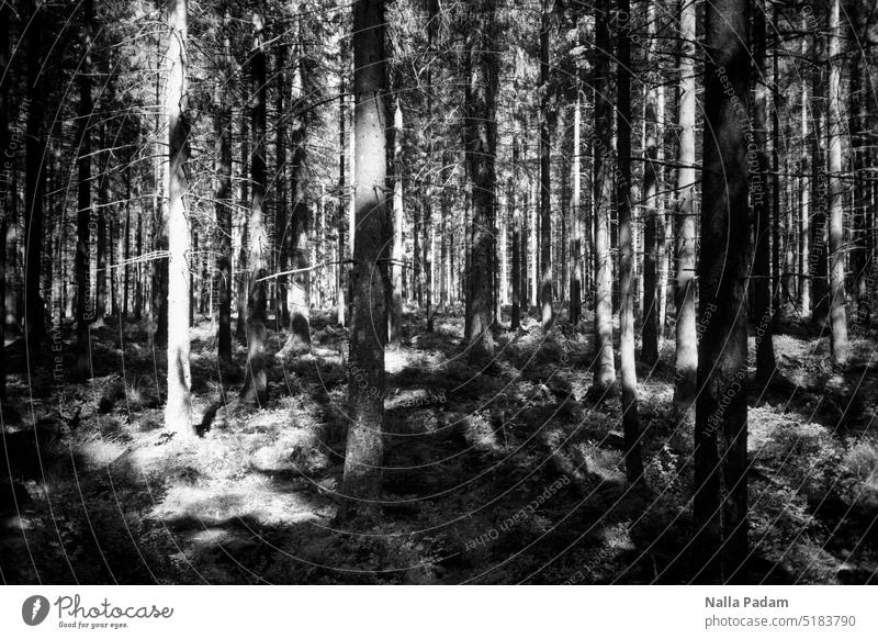 Light and shadow in the forest Analog Analogue photo black-and-white Black & white photo flora Forest Tree group Shadow clearing Exterior shot