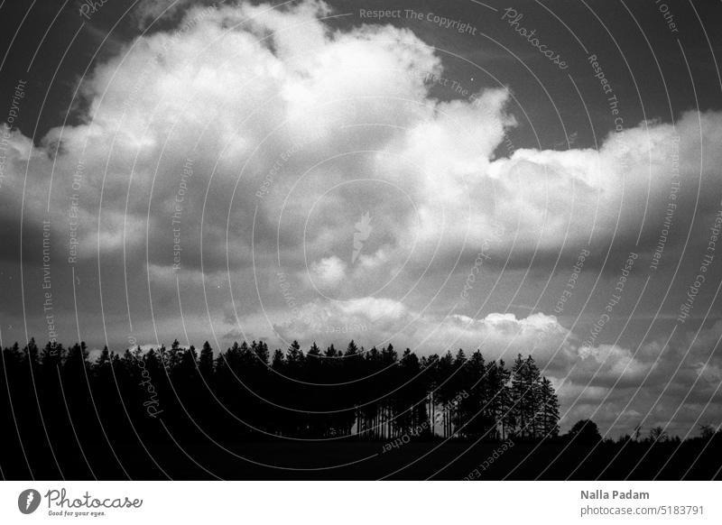 Fading Forest Analog Analogue photo black-and-white Black & white photo flora Tree Sky Clouds Steling