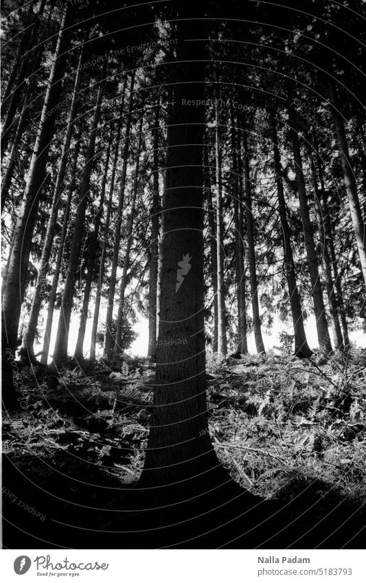 Tree in forest Analog Analogue photo black-and-white Black and white image flora Forest centered Nature Line Dark Foreground upright perpendicular group