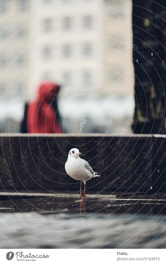 Seagull standing in the rain Rain Hamburg town hall square Animal Bird Wet Damp Drop North German White plumage Puddle Stone Ground downtown Going Gray