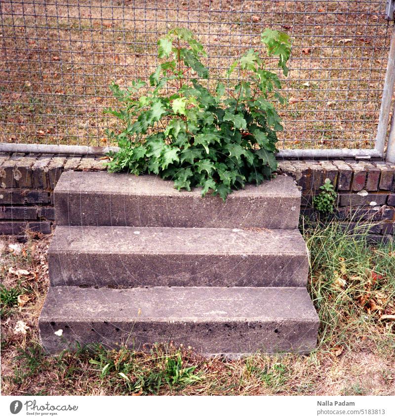 Three steps, a young plant and a fence in interaction Analog Analogue photo Colour Colour photo Stage Stairs Concrete Plant flora Fence Boundary obstacle