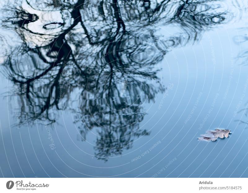 Leaf on water surface with tree reflection Beech tree Water Lake Pond Surface of water Reflection Nature Water reflection Peaceful tranquillity Exterior shot