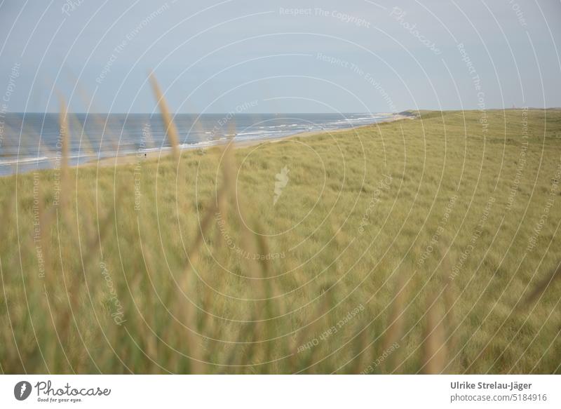 View through dune grass on beach, sea, lonely walkers and lighthouse Marram grass dunes duene Beach coast North Sea coast Landscape Vacation & Travel