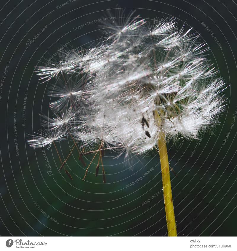 storm hairstyle dandelion Wild plant Seed plant Dandelion bunting Spore capsule Hang Together Fragile Hover Graceful Daisy Family Close-up Muddled Chaos