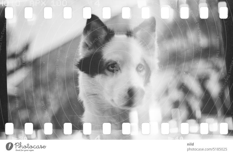 Dog portrait urban Exterior shot Black & white photo 35mm film Medium format Perforation Black and white film AgfaAPX Analogue photo caffenol Double exposure
