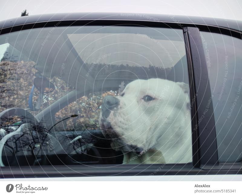 A large, white dog with a black snout looks out the car window at the road from the driver's seat of a small van Dog White Love of animals Small car Slice