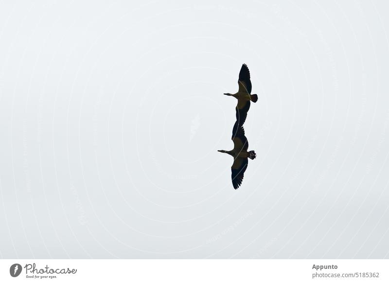 A pair of Nile Geese (Alopochen aegyptiaca) in a pair flight, holding hands, i.e. wing to wing, in the clear sky. Nile Goose Nile geese Couple couple Hold hands