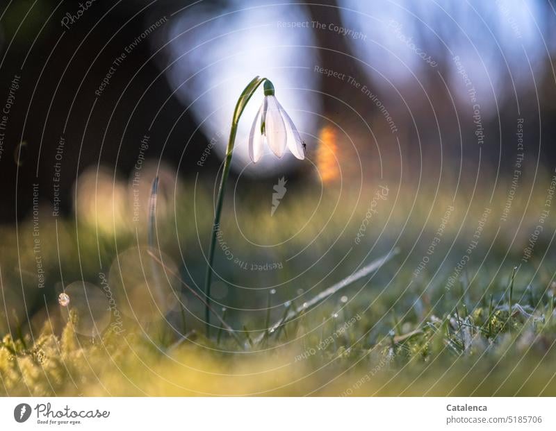 A single snowdrop, Galanthus nivalis White Green daylight Day Garden fade blossom Flower Plant flora Nature Grass Moss wax Spring Blossom Sky Amaryllis