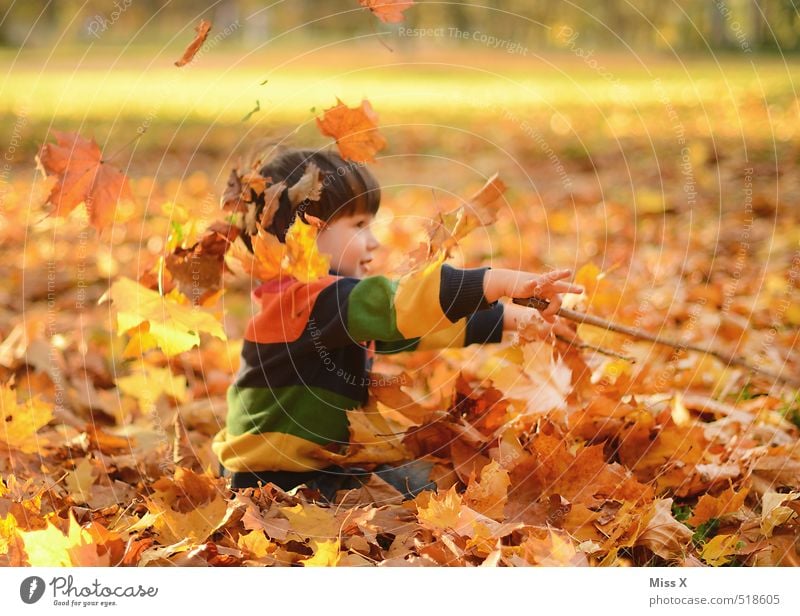 conductor Leisure and hobbies Playing Children's game Human being Masculine Toddler Infancy 1 1 - 3 years 3 - 8 years Nature Autumn Beautiful weather Leaf