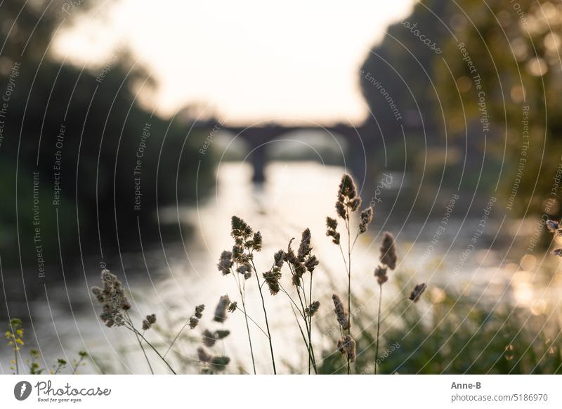 Flowering grass by a river with bridge and beautiful bokeh. Flower of grass flowering grass Hay fever Pollen River river landscape old bridge Green tones Summer