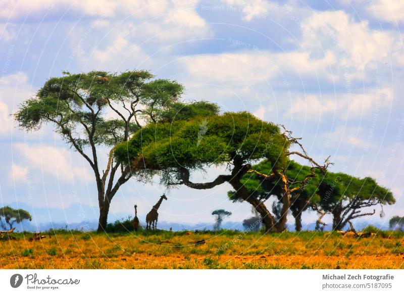 Acacia tree in the open savanna mara kenya landscape africa wildlife nature acacia african savannah safari park sky wilderness natural travel summer sunset