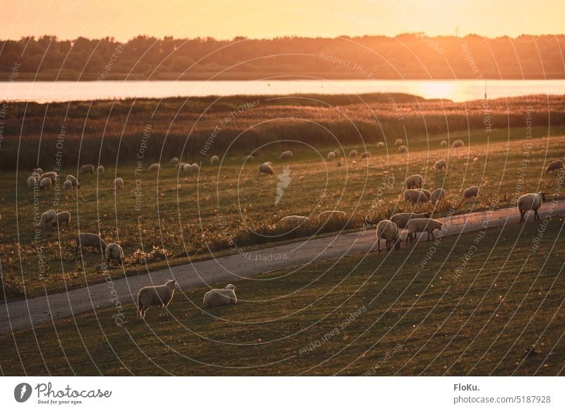 Sheep on the dike in Schleswig-Hosltein Sunset Dike sheep Schleswig-Holstein Exterior shot North Sea Landscape Colour photo coast Grass Nature Summer Evening