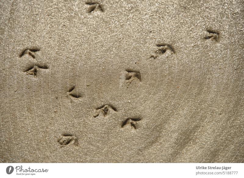 Seagull tracks on the sandy beach show the direction Seagull Trail Tracks traces in the sand bird tracks Sand Beach Sandy beach coast Direction groundbreaking
