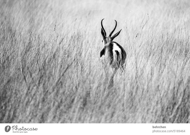 unattached Lonely on one's own from behind Antelope Springbok etosha national park Etosha Etosha pan Wild animal Fantastic Exceptional Animal portrait Free