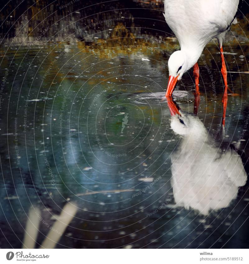 Stork reflected in water while drinking White Stork Drinking Water Pond stork adebar ponds bank Migratory bird Bird Animal