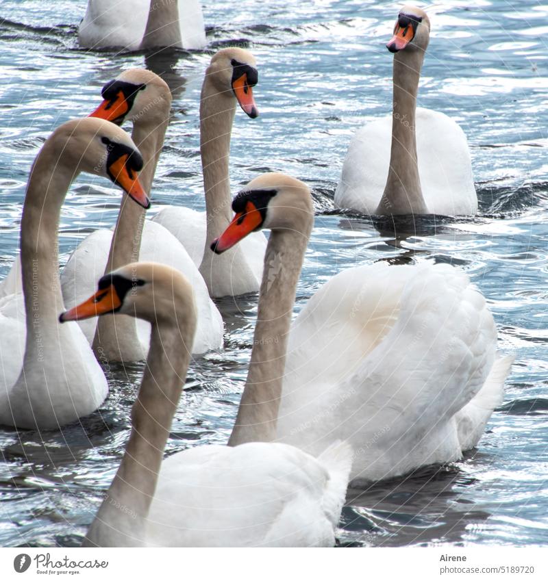 Illustrious company Swan Lake White Free Water Swimming Bird waterfowl Lake zurich Zurich Pride swans group Swimming birds waterfowls be afloat Noble