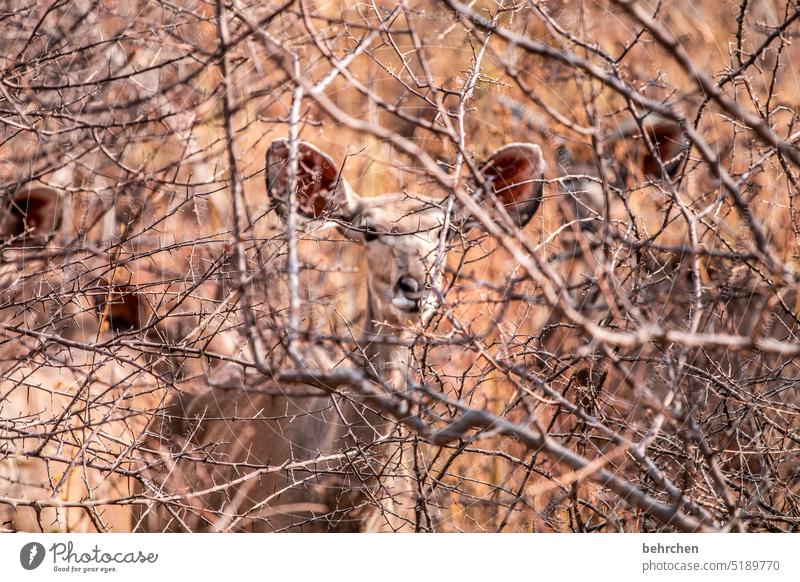 Camouflage in perfection Waterberg Exterior shot Africa Namibia Landscape Wanderlust Vacation & Travel especially Adventure Nature Colour photo Kudu Wilderness