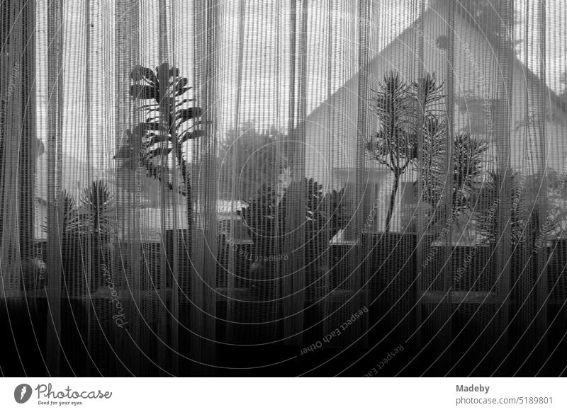 Spit curtain at the window of a residential house with plants and view to the neighboring house in Wettenberg Krofdorf-Gleiberg near Giessen in Hesse, photographed in classic black and white