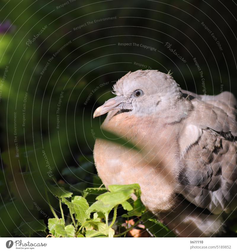 young wild pigeon shone by the sun Animal Wild animal Bird Young bird Pigeon Pigeon cub Sun Light and shadow first flight attempt landing feathers pastel shades