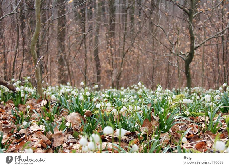 3200 - Marzenbecher in the forest Spring snowflake Flower Blossom Spring flowering plant Forest Woodground Beech wood early spring blossom wax Nature Landscape