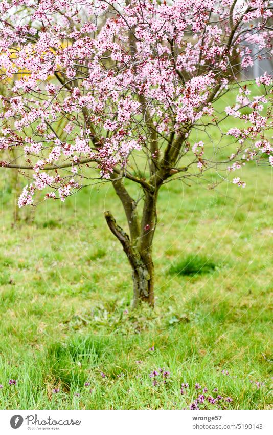 Pink flowering little tree Blossoming blossom little trees Spring spring awakening Spring fever Exterior shot Colour photo Tree Meadow green grass Deserted