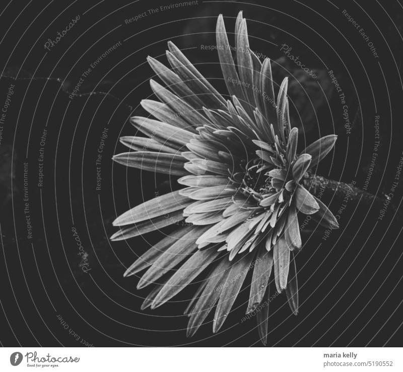 Gerbera flower from my garden in black and white photo Flower Still Life Portrait photograph Floral