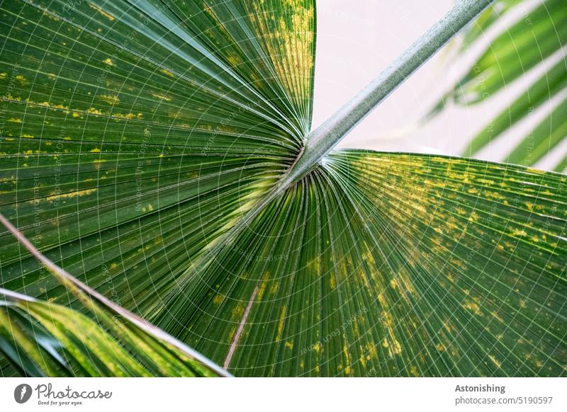 leaf Leaf Green veins Rachis Palm tree Nature Bright Contrast welb handle Petiole Fine Plant Close-up Colour photo Detail Exterior shot Environment