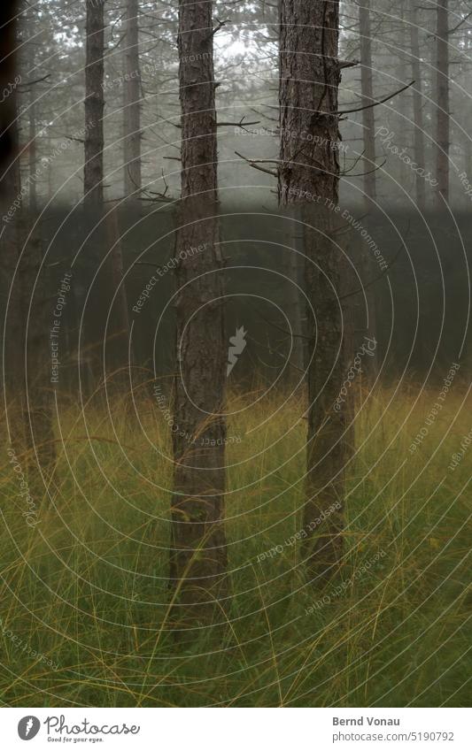 Barbed wire with fence in fog Fog Autumn Weather Wet Dreary depressive blurriness Green Gray Bad weather Mirror Forest trees Tree reflection Grass Brown Growth