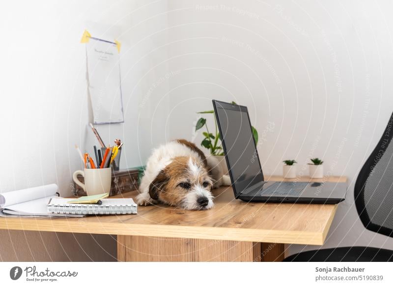 A small dog sleeps on a desk Dog Sleep Desk Pet Animal 1 home office Workplace Technology Online Internet Modern Lifestyle Notebook labour laptop