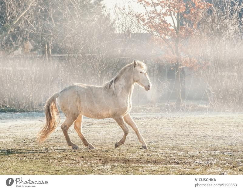 Beautiful lusitano palomino horse running gallop at foggy nature background lusitano horse beautiful outdoor horses equestrian farm outside equine free stallion