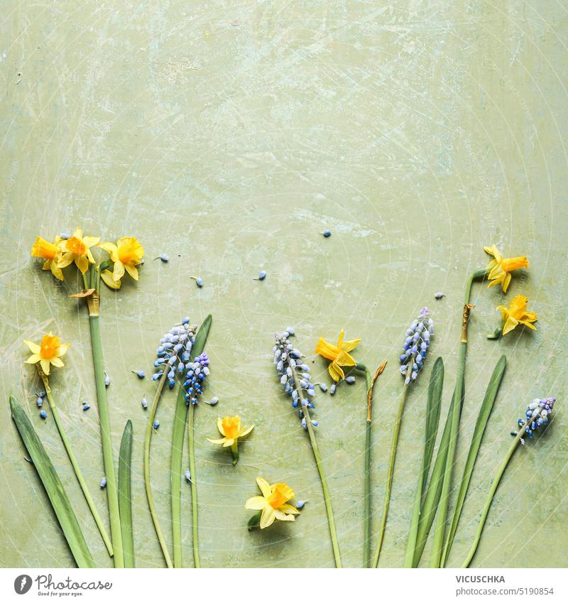 Springtime background with yellow daffodils and blue wild hyacinths flowers on green background. Top view. Border springtime background top view border blooming