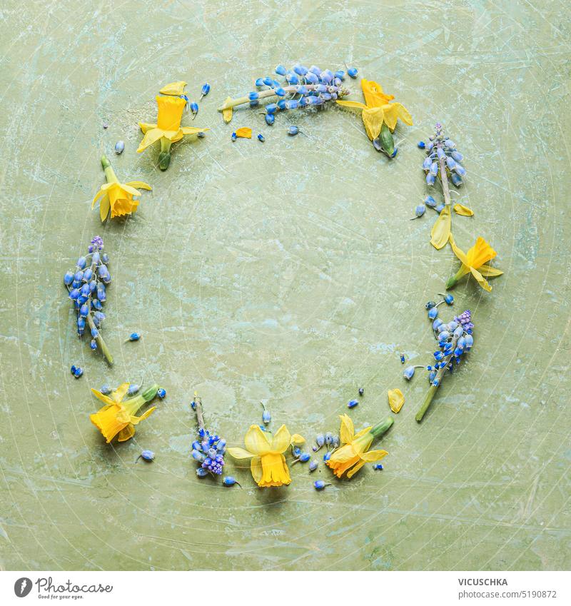 Circle spring floral frame made with yellow daffodils and blue wild hyacinths flowers on green background. Springtime wreath. Top view. Flat lay circle
