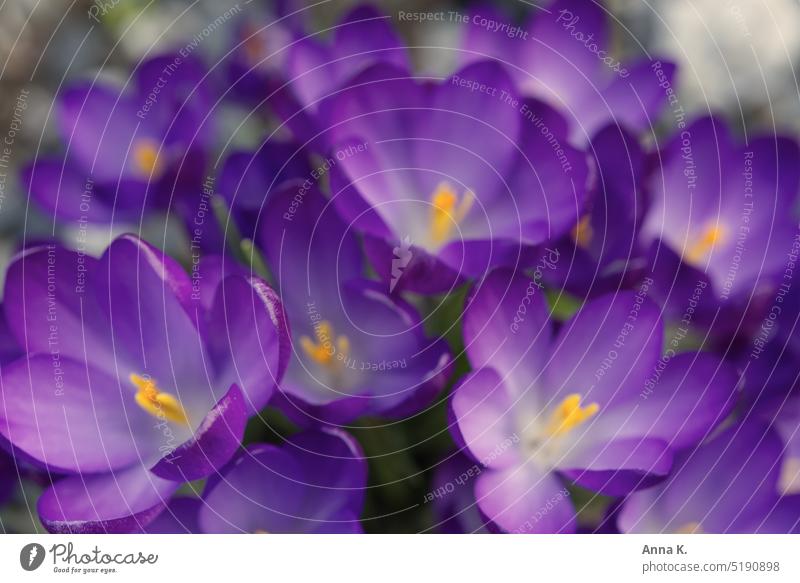 Spring awakening- flowering purple crocuses with opened calyxes spring awakening Crocus crocus blossom Violet Spring flowering plant Blossoming Flower calyxes