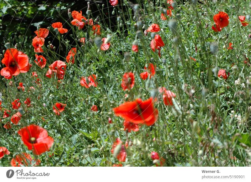 Summer meadow with poppies Poppy field, nature, summer Meadow Poppy Field Exterior shot Flower Environment Red Poppy blossom