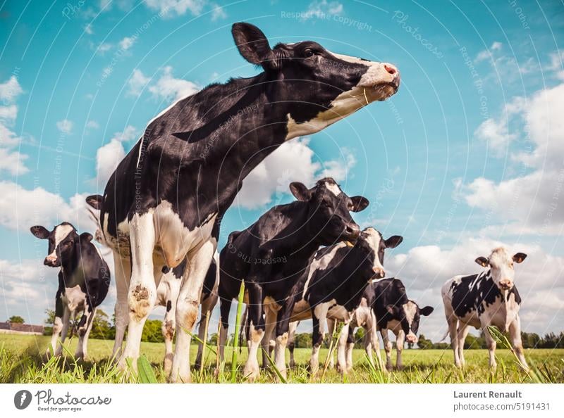 Holstein cows in a meadow agriculture animal beef black bovine cattle country dairy farm farming farmland field graze heifer holstein livestock meat milk nature